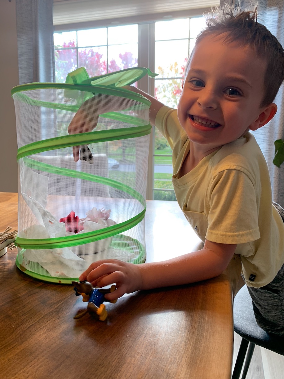 On The Butterfly Experiment