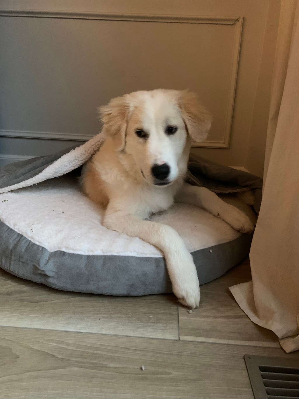 On Dogs Are&nbsp;Home